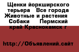 Щенки йоркширского терьера - Все города Животные и растения » Собаки   . Пермский край,Краснокамск г.